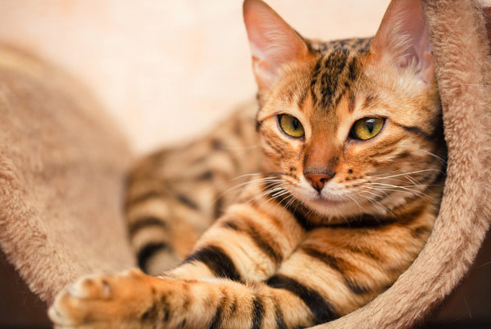 解决猫咪口臭的方法有哪些,猫咪口臭的解决方法和调理方法