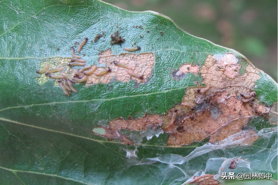 樟巢螟的消灭方法,香樟樟巢螟