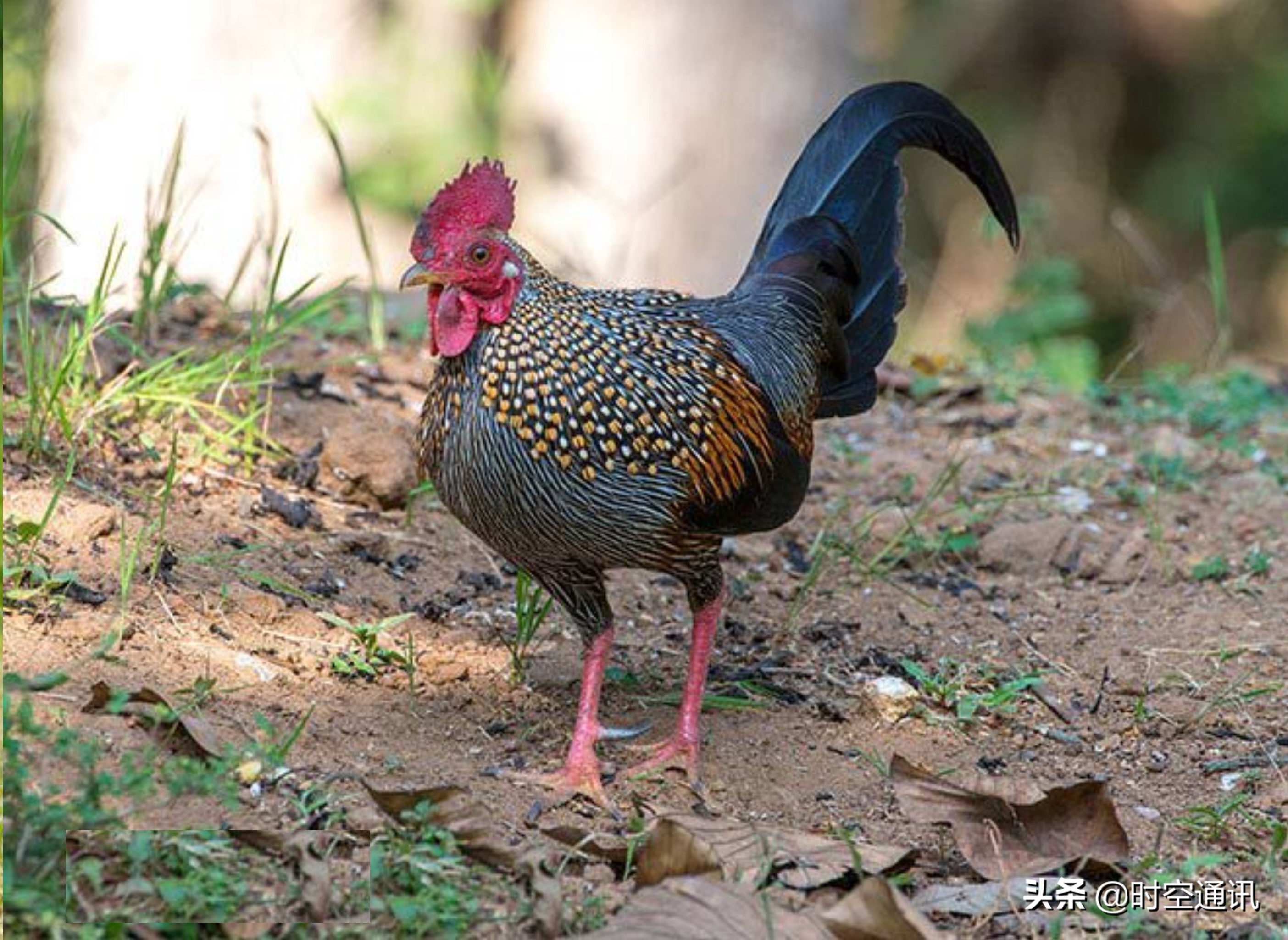 土鸡蛋和普通鸡分别都长什么样,土鸡蛋一般是哪种鸡的