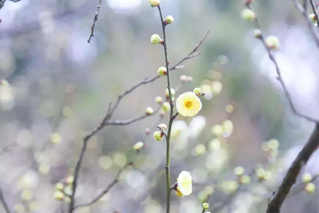 闻香寻梅最新图片,闻香寻梅最新视频