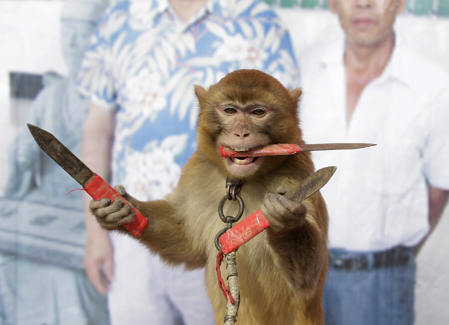 耍猴背后的真实故事,街头耍猴人违法吗