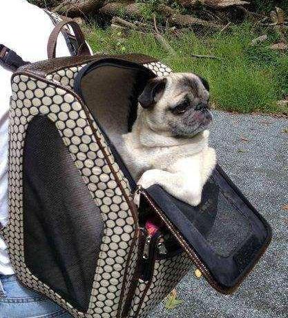 解读巴哥犬特点，教你学会正确饲养巴哥犬，新手铲屎官必看！