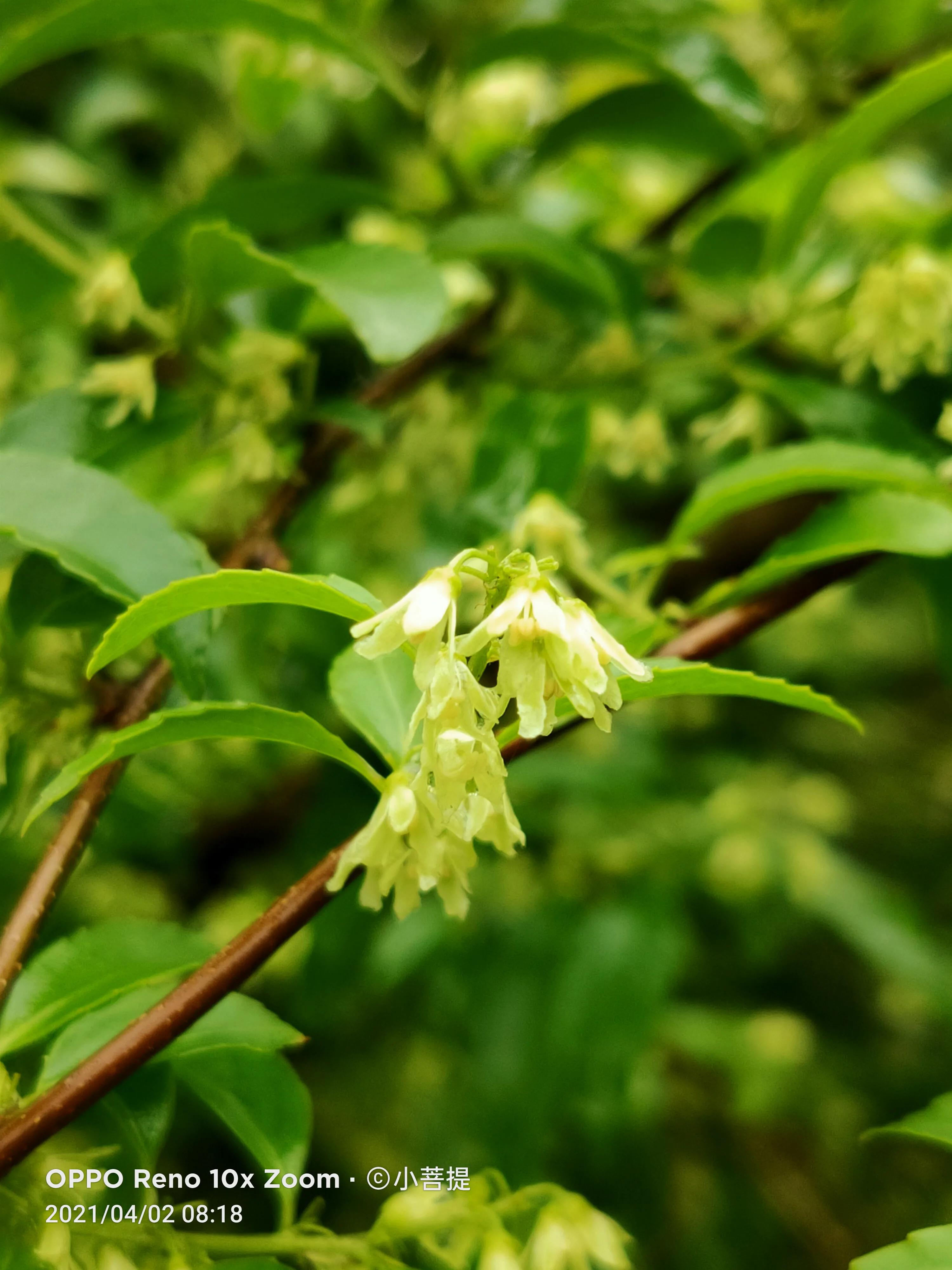 清明时节开花的花草有哪些,早春时节各种植物的样子