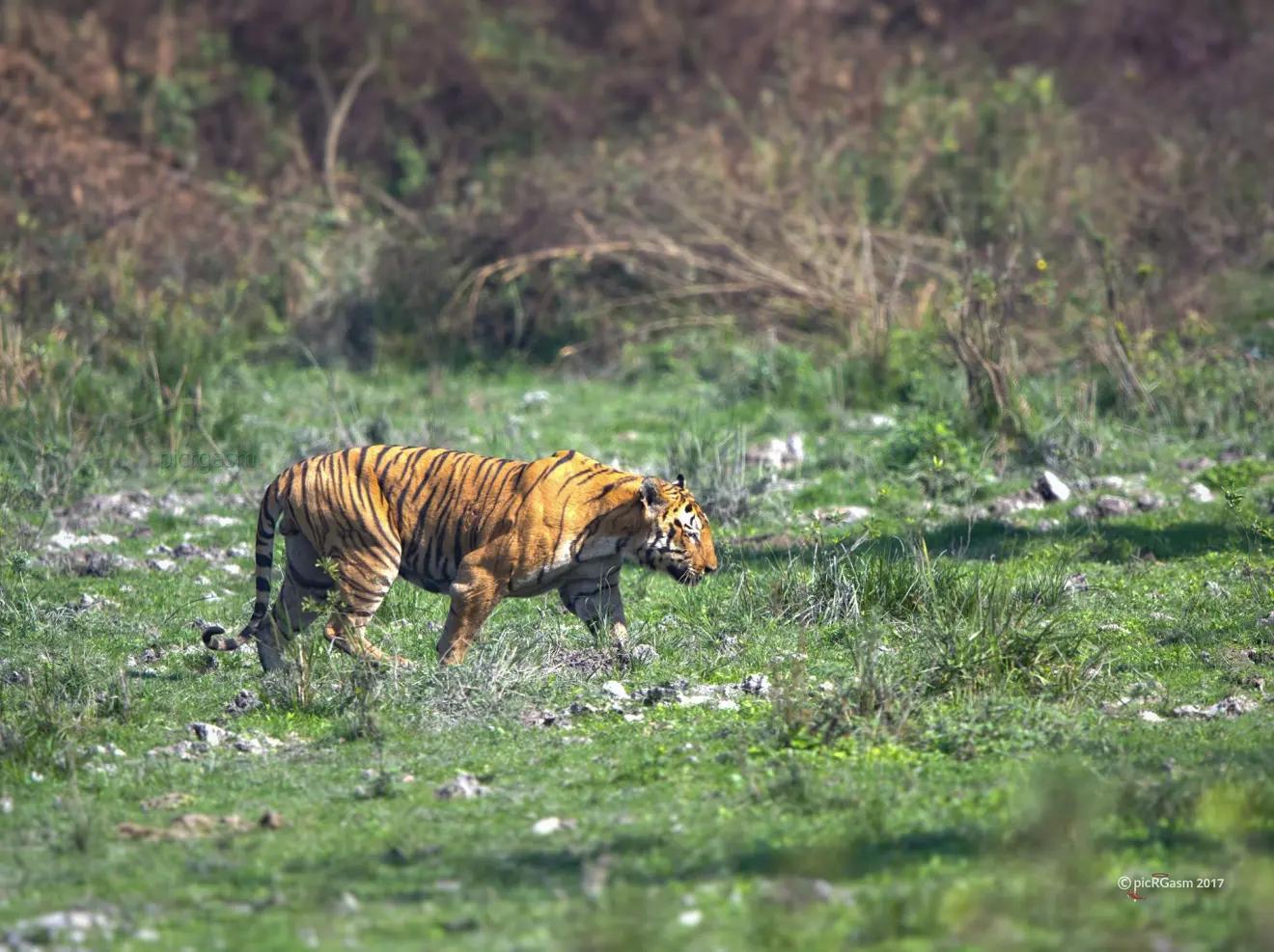 猫科战斗力天花板狮群,狮王猫科战力天花板