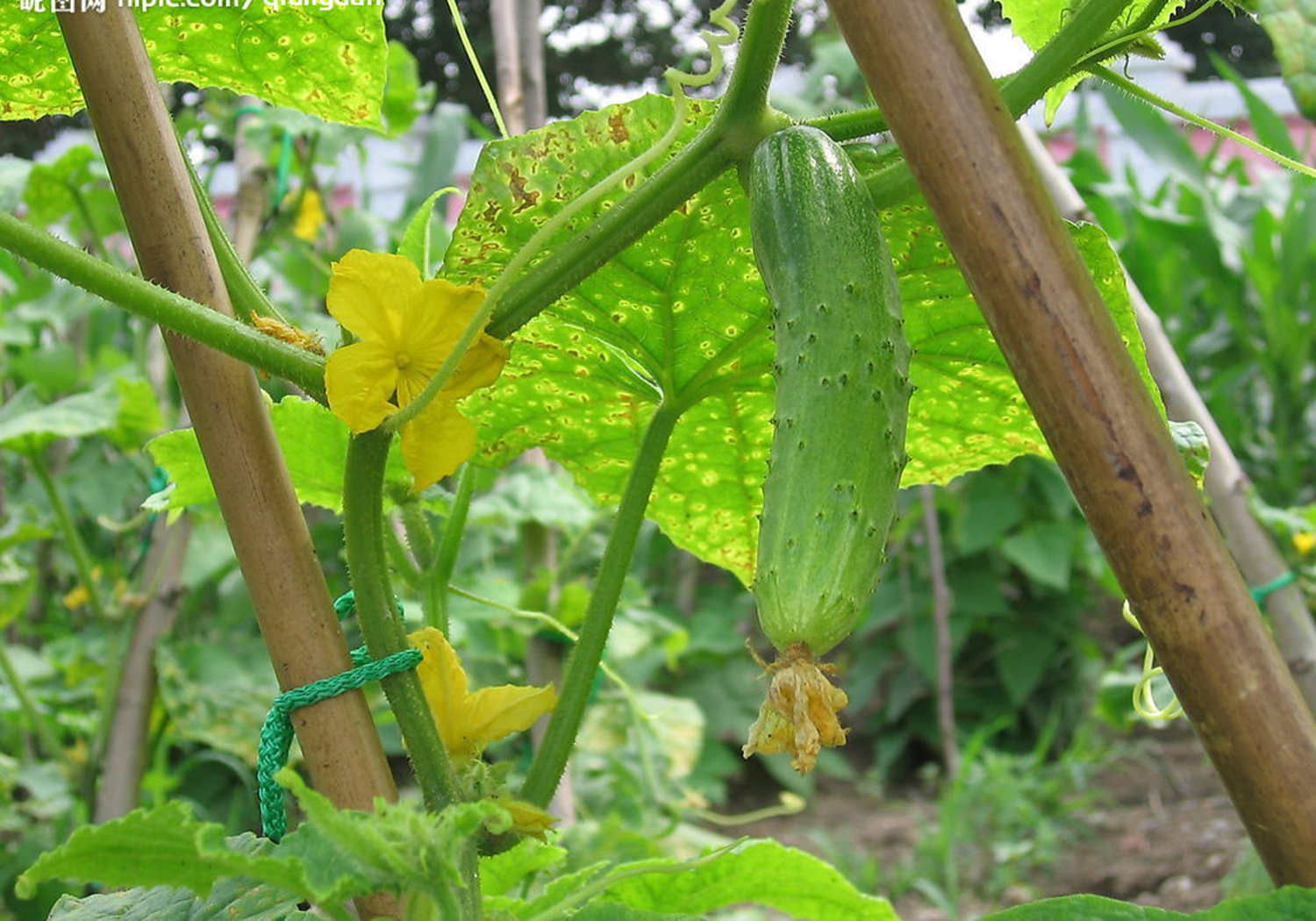 黄瓜阳畦育苗技术，老农说苗床的管理很重要，你学会了吗？