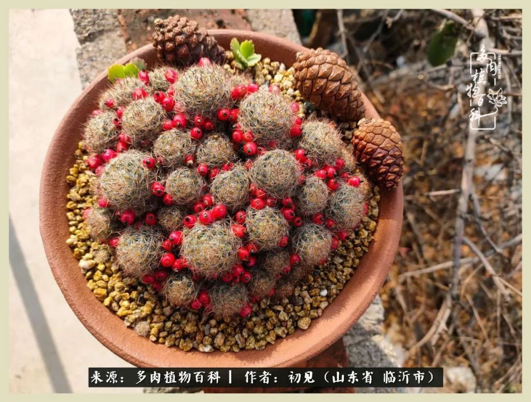 和多肉植物相伴,和多肉相处的心情