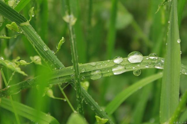 白露已来临，俗语：“白露用一宝，疾病不敢扰”？一宝指啥？