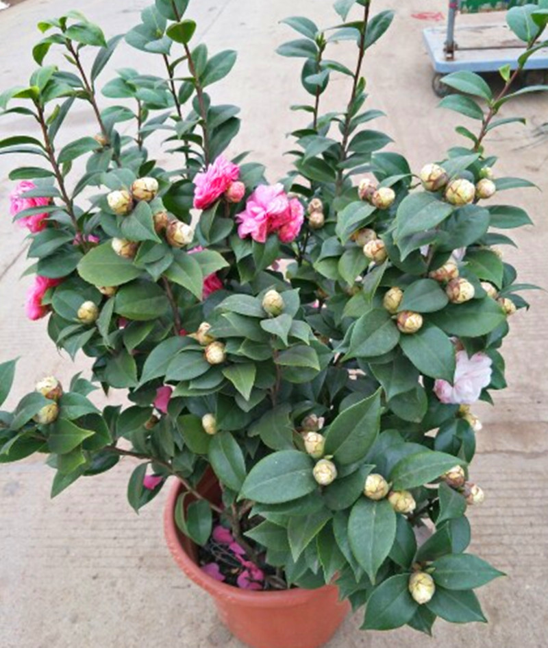 十月养什么盆栽最好,十月养这6种花建议穷养