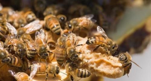 蜂群繁殖发展时期，查找蜂王较难，养蜂人发现蜂群失王的处理方法