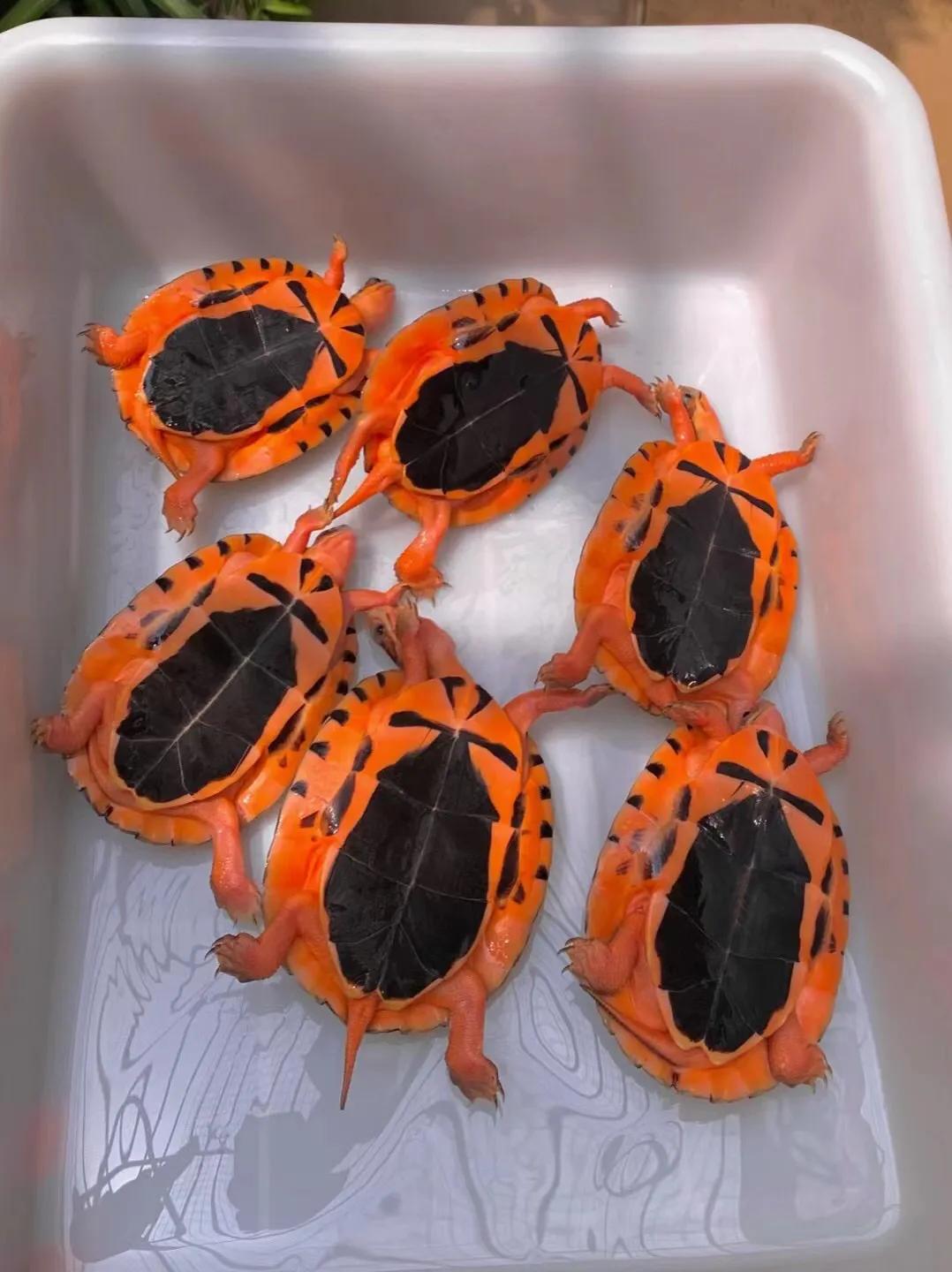 金钱龟的寓意象征,象征着吉祥与长寿的金钱龟