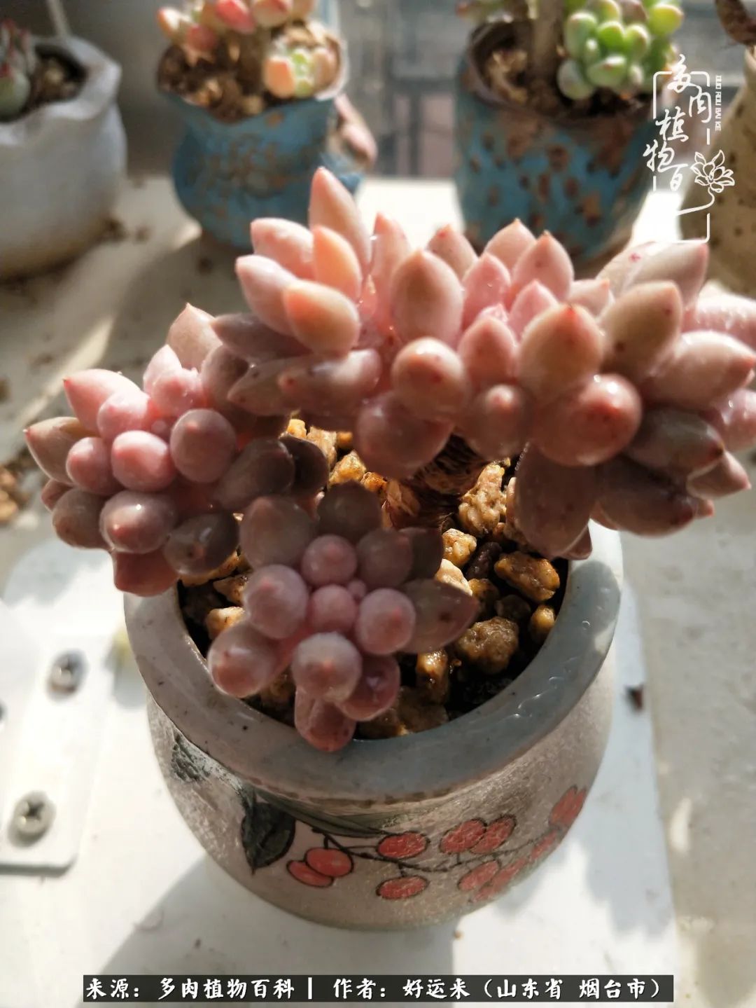 这世上怎么会有那么可爱的小可爱,这世上怎么有这么可爱的小生物