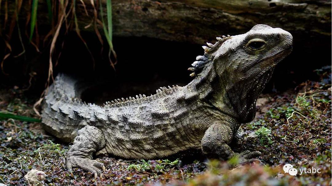 老鼠偷偷溜进博物馆，杀死拥有三只眼的远古生物