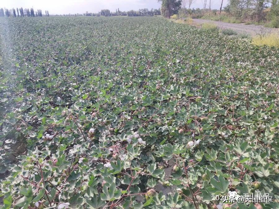 新疆棉花突破性新品种通过国审,新疆棉花产业发展趋势