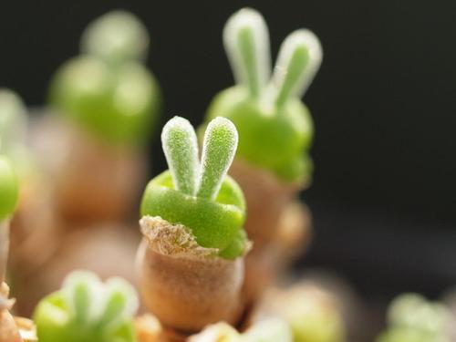 相似动物的花有哪些,稀奇古怪的动物花图片