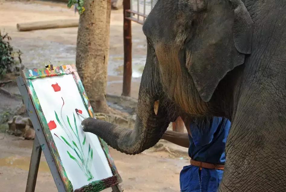 小飞象真实事件,小飞象的真实故事