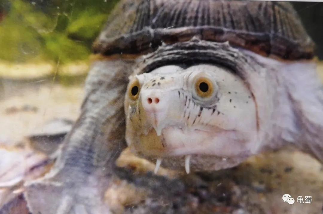 minimonster杭州,minimonster绘本