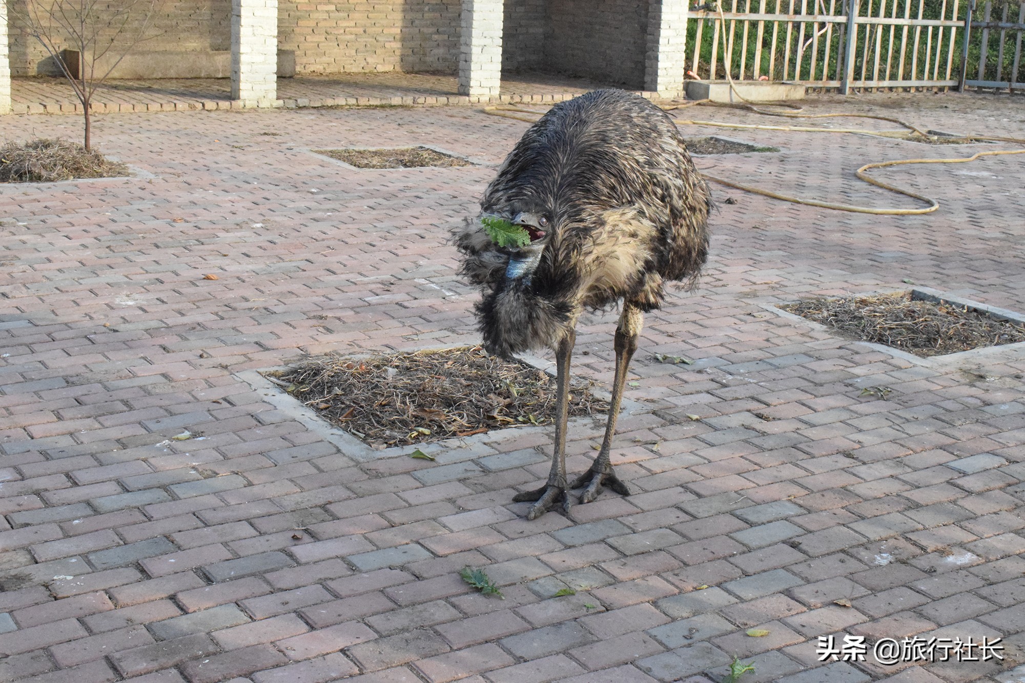 青花瓷孔雀长啥样,青花瓷孔雀在哪里