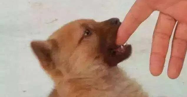 被小狗的牙齿刮到没出血要紧吗,被小狗狗牙齿刮蹭了皮要打疫苗吗