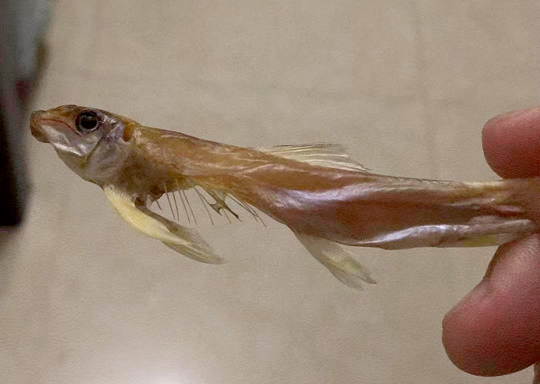 观赏鱼常见病症状及治疗方法,观赏鱼春季易患病提前做好防与治