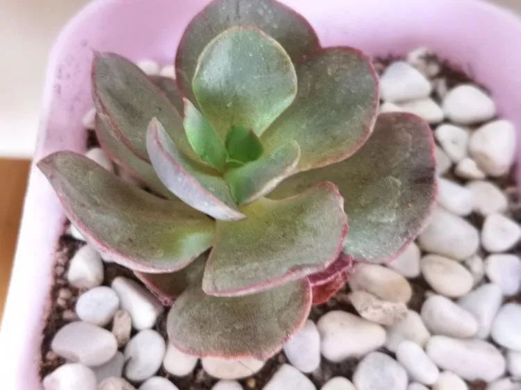 多肉一个月对比照,多肉30天前后对比图