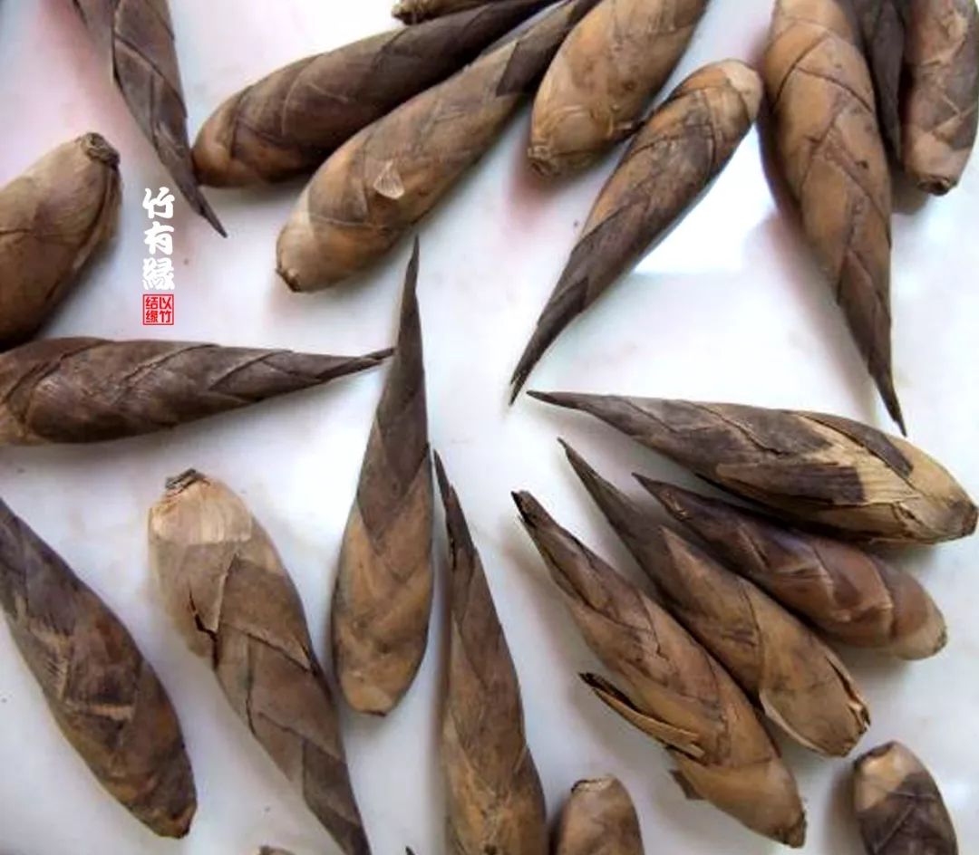 巨龙竹种多久成材,养龙竹风水