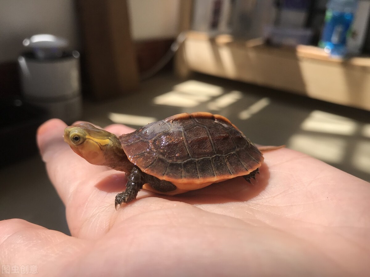 黄缘龟和红腿陆龟能一起养吗,黄缘龟是陆龟还是水龟日常怎样养