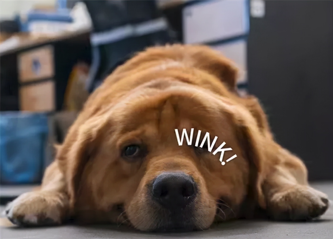 ios15.1建议更新ios15.5吗,ios15正式版出了体验版还用更新吗