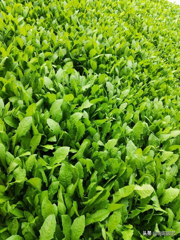 山上采摘的婆婆丁能喝吗,婆婆丁能和苦姑娘一起喝吗