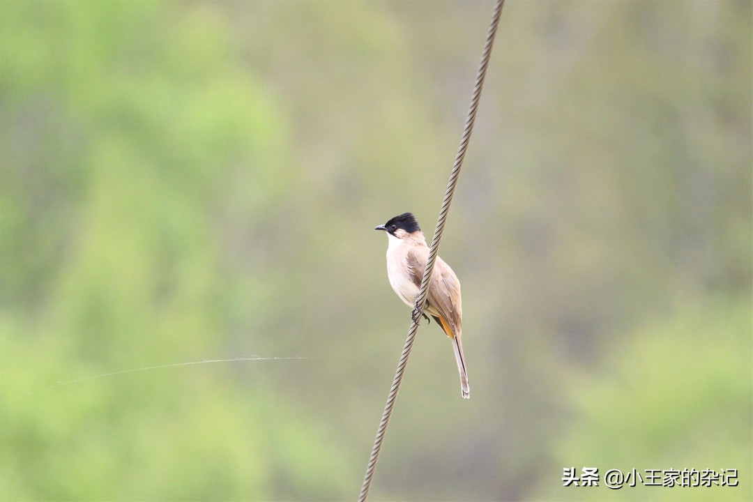 国际爱鸟日天桥岭,国际爱鸟日
