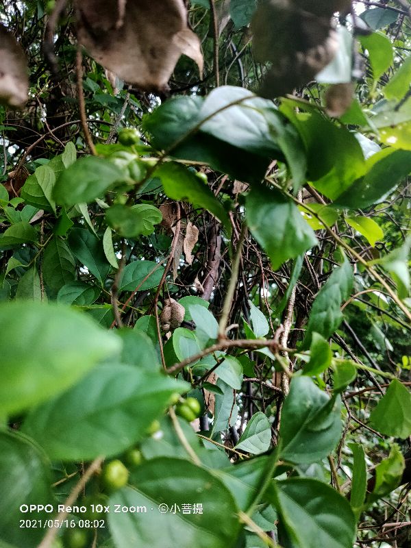 像蟒蛇一样的树,在丛林里看到了一条大蟒蛇