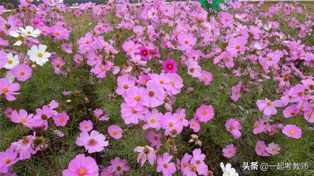 老师应该记住的教育名言,最扎心的教育名言老师