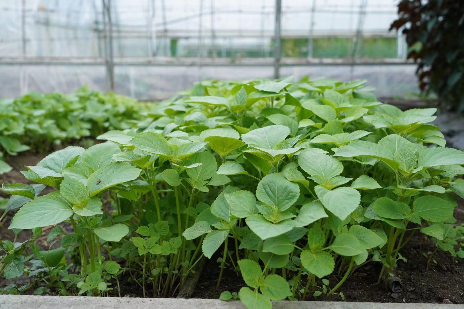 桦南紫苏种植基地在哪里,桦南紫苏简介