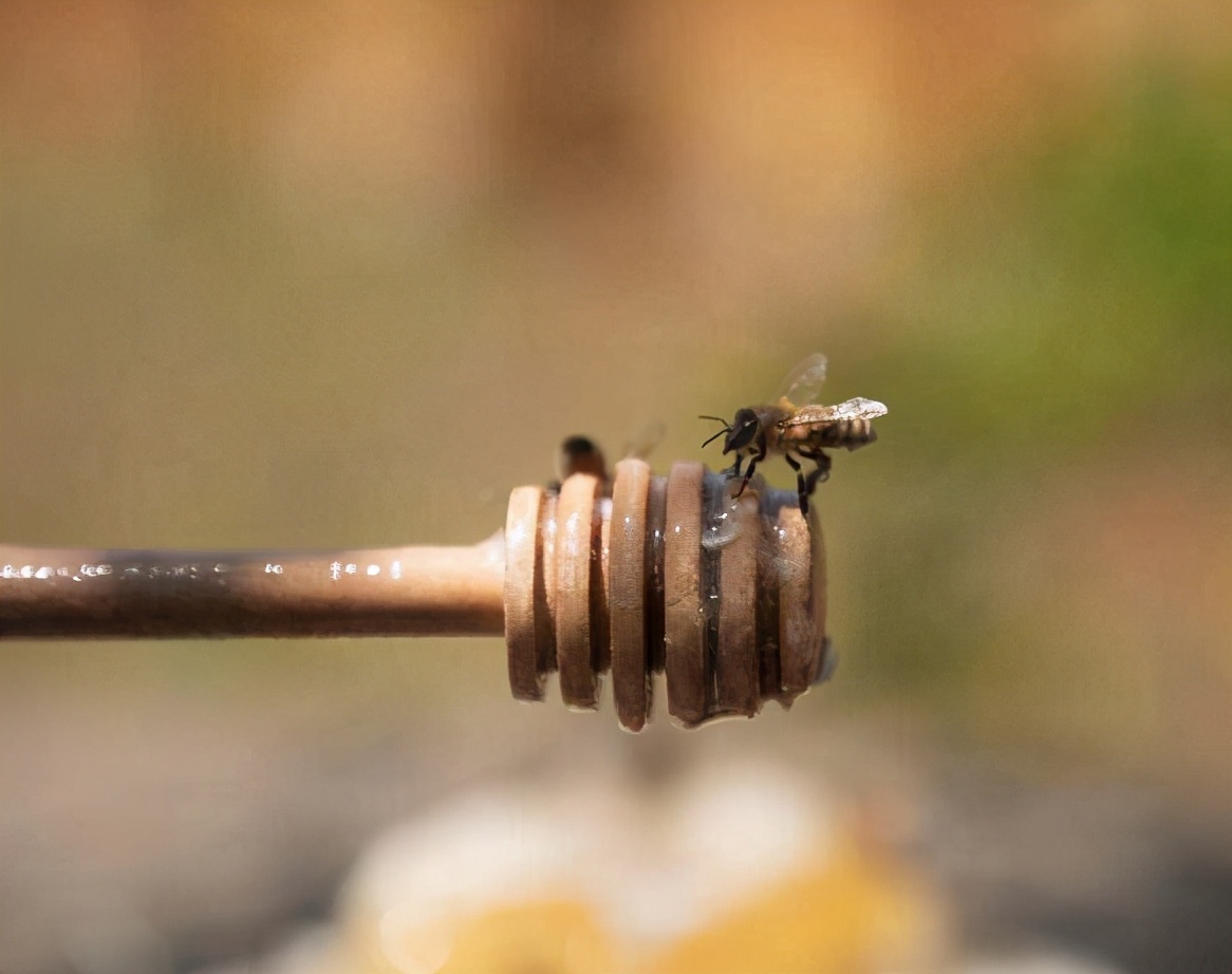 蜂蜜能放冰箱冷藏保存吗,蜂蜜可以放在冰箱的冷藏室吗