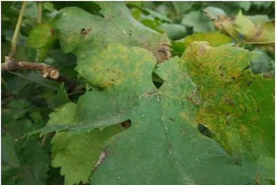 有关葡萄的病症,葡萄新梢病害图谱