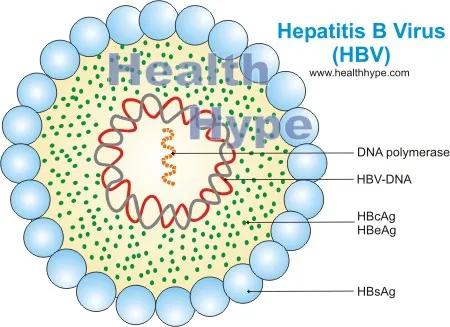有大三阳小三阳的人肝功能正常吗,肝功能正常的小三阳需要抗病毒吗