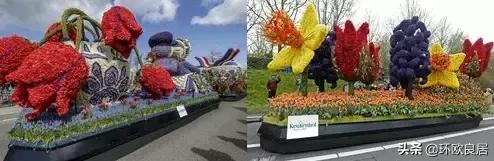 错过郁金香的阿姆斯特丹,荷兰赏花景点推荐