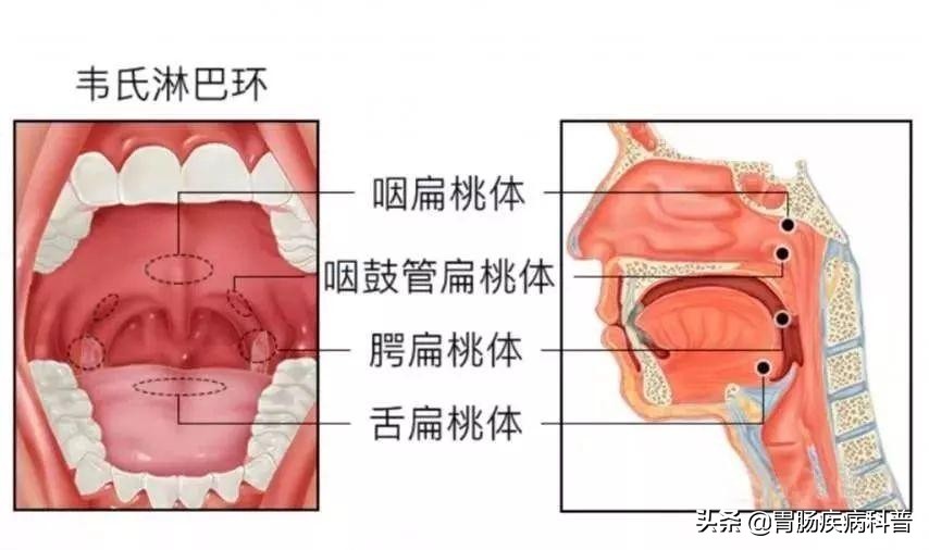 消化系统内镜解剖与诊断图谱,解剖消化系统重点试题