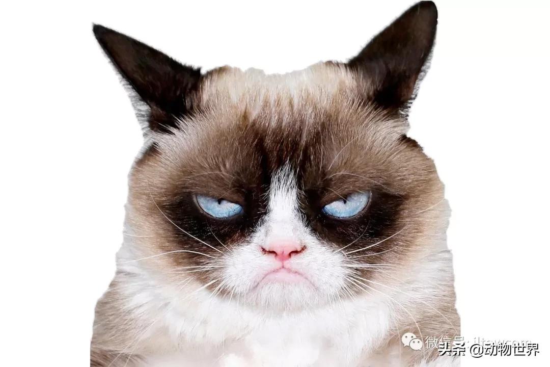 世界各国国宝级动物,世界各地的名贵动物