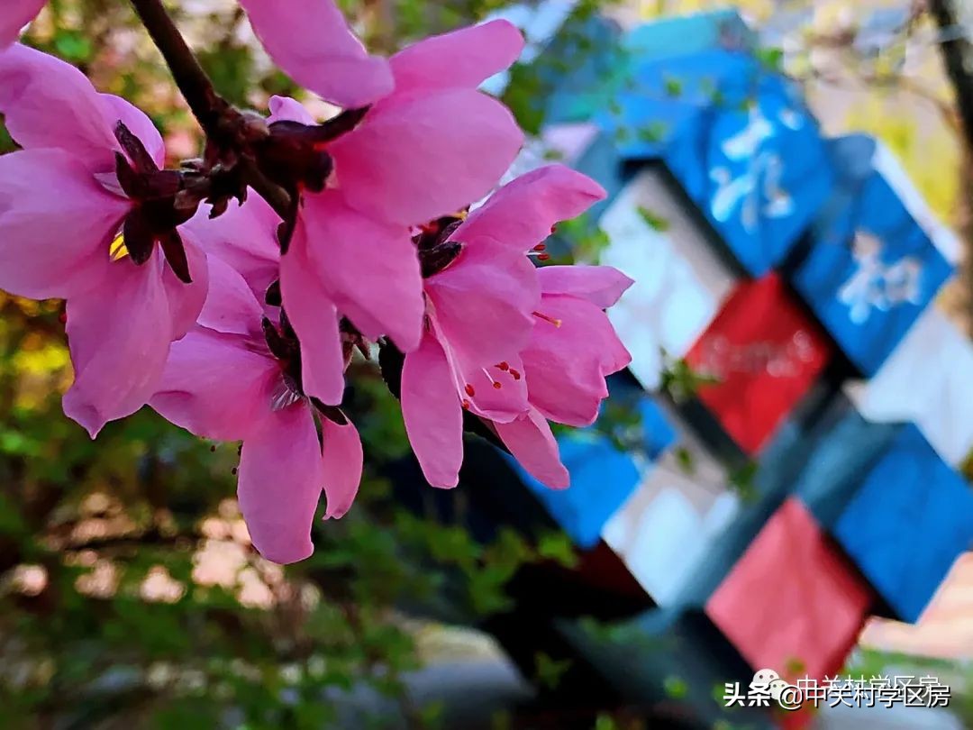 101中学和上地实验学校,上地中学和上地实验学校