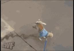 大姐gif搞笑图片,搞笑表情真人动图大全