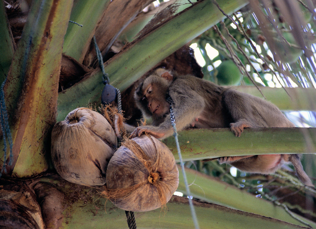 泰国猴子给人摘椰子打工维持生活,泰国负责摘椰子的猴子