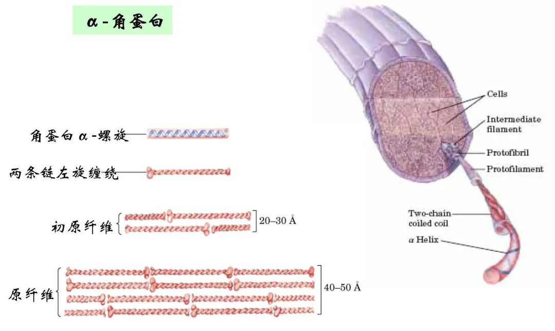 【科学小馆儿】头发也是蛋白质，为啥不能吃？
