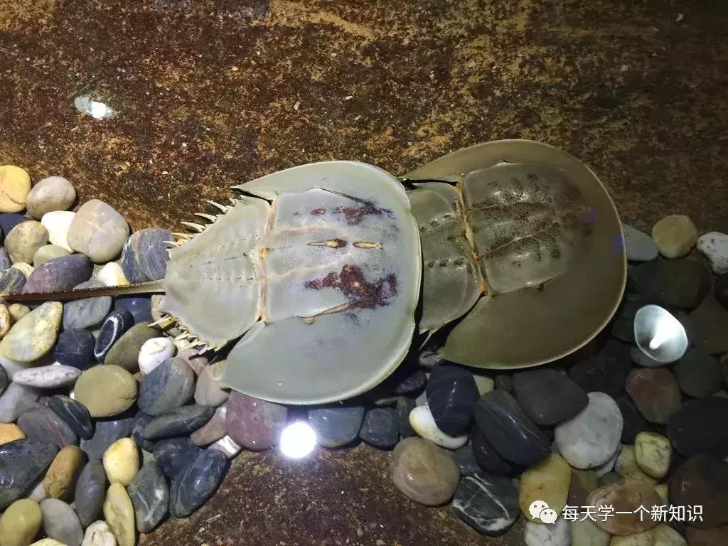 世界最畅销的冷知识,冷知识最贵淡水鱼