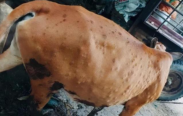 牛得了牛结节病用什么疫苗,牛结节病传染牛吗