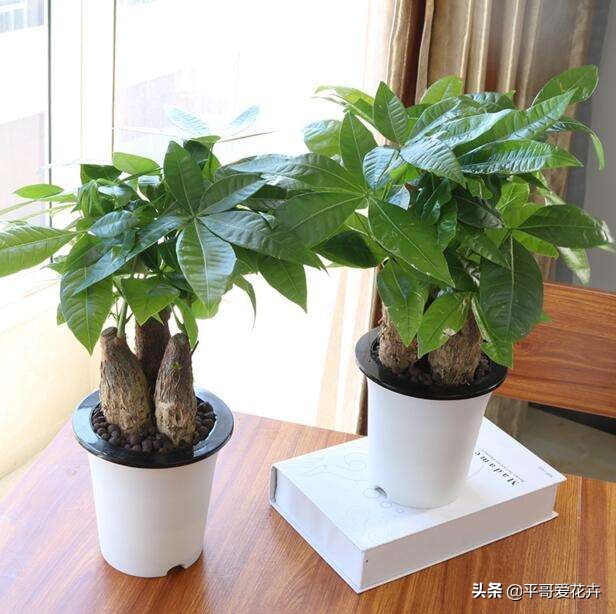 被冻伤花如何挽救,冬天冻不死的10种花