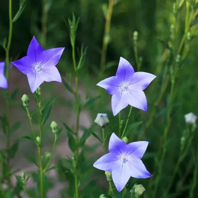 园林耐阴药大全,园林耐阴苗木套种花