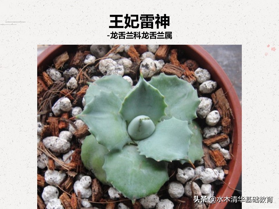 梦幻女王多肉植物百科图谱,原产地多肉植物图谱pdf