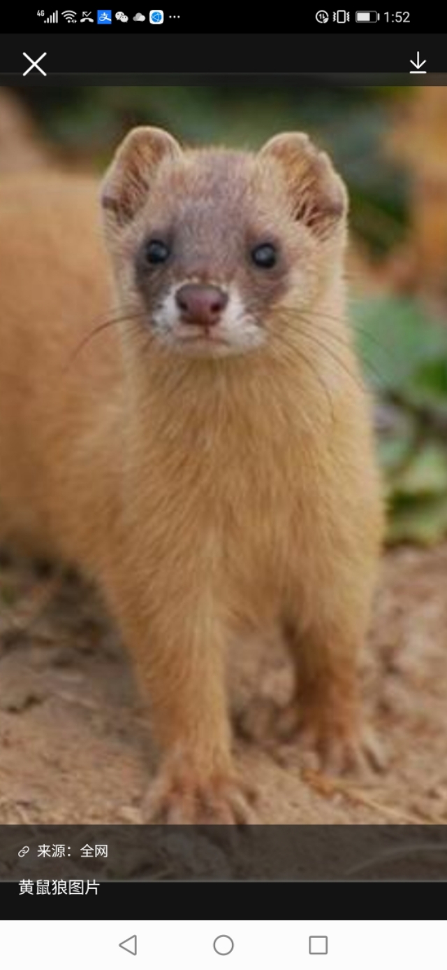 兽疫危害,怎样防散养土鸡疾病