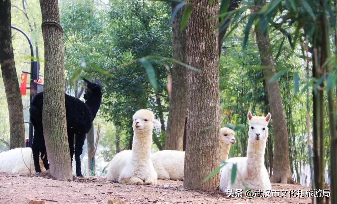 武汉野生动物王国营业时间,武汉野生动物王国有哪些园区
