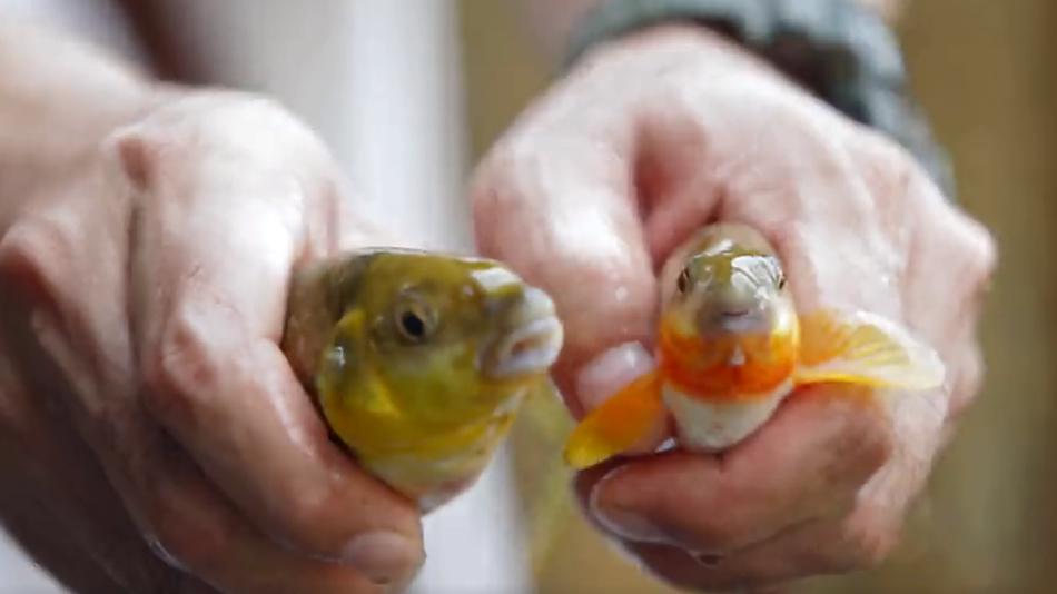 武功山哪种鱼好吃,武功山最好吃的鱼